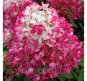 Гортензія Diamond Rouge (Дайменд Руж) волотиста у контейнері 2 л Гортензія Diamond Rouge (Дайменд Руж) волотиста у контейнері 2 л