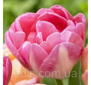 Тюльпан махровий пізній Up Star 3 цибулинки Тюльпан махровий пізній Up Star 3 цибулинки