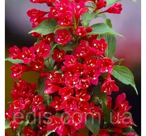 Вейгела Red Prince , саджанець Вейгела Red Prince , саджанець