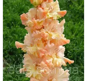 Гладіолус гофрований The Great Queen Elizabeth (Грейт Квін Елізабет) 3 шт/уп Гладіолус гофрований The Great Queen Elizabeth (Грейт Квін Елізабет) 3 шт/уп