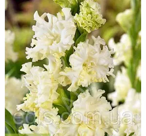 Гладіолус гофрований Octopus (Октопус) 3 шт./уп. Гладіолус гофрований Octopus (Октопус) 3 шт./уп.