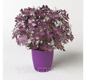 Оксалис фіолетовий (кислиця) Оксалис фіолетовий (кислиця)