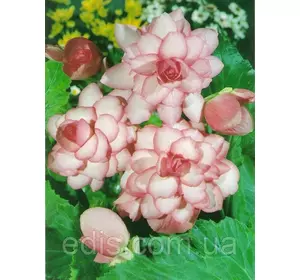 Бегонія бульбова Бутон Троянди, 1 бульба Бегонія бульбова Бутон Троянди, 1 бульба