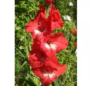 Гладіолус Traderhorn (Традерхорн) 10/12 3 цибулини Гладіолус Traderhorn (Традерхорн) 10/12 3 цибулини