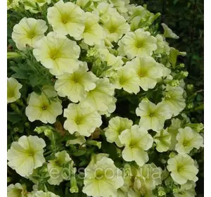 Петунія ампельна Лавина Жовта зірка F1 10 насінин-драже, серія PREMIUM ТМ Яскрава Петунія ампельна Лавина Жовта зірка F1 10 насінин-драже, серія PREMIUM ТМ Яскрава