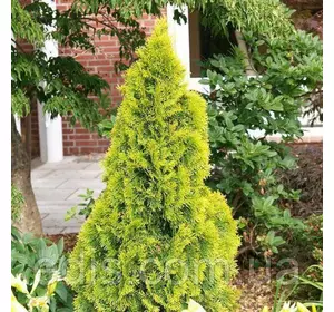 Туя Sunkist (Санкіст) у контейнері 2 л Туя Sunkist (Санкіст) у контейнері 2 л