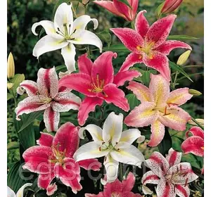 Лілії орієнтальні суміш 5 шт./уп. Лілії орієнтальні суміш 5 шт./уп.
