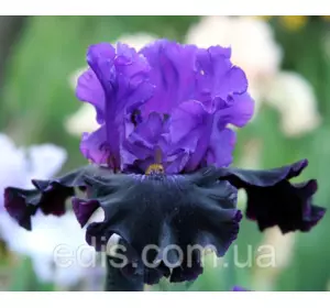 Ірис високий бородатий Грозова Ніч Ірис високий бородатий Грозова Ніч