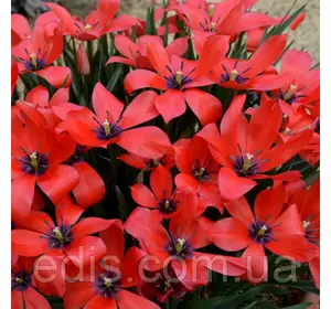 Тюльпан ботанічний Linifolia (Лініфолія) 3 цибулинки Тюльпан ботанічний Linifolia (Лініфолія) 3 цибулинки