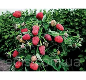 Малина ремонтантна Брянське диво Малина ремонтантна Брянське диво