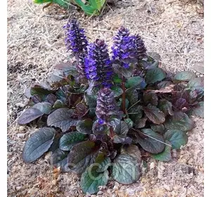 Аюга (Живучка) Atropurpurea (Атропурпуреа), Р9 Аюга (Живучка) Atropurpurea (Атропурпуреа), Р9
