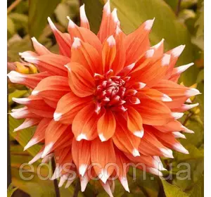 Жоржина кактусова Color Spectacle Жоржина кактусова Color Spectacle