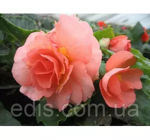 Бегонія бульбова махрова Лососева, 1 бульба Бегонія бульбова махрова Лососева, 1 бульба