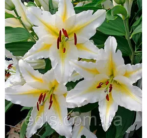 Лілія орієнтальна Baferrari 1 цибулина 12/14 Лілія орієнтальна Baferrari 1 цибулина 12/14