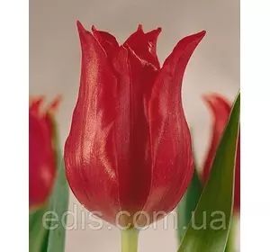 Тюльпан лілієвидний Pretty Woman (Претті Вумен) 3 цибулинки Тюльпан лілієвидний Pretty Woman (Претті Вумен) 3 цибулинки