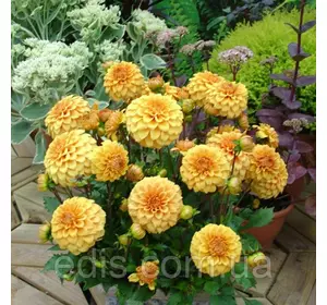 Жоржина низькоросла Gallery Vermeer Жоржина низькоросла Gallery Vermeer