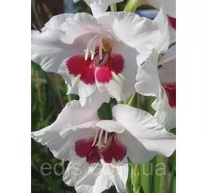 Гладіолус Fiorentina 10/12 3 цибулини Гладіолус Fiorentina 10/12 3 цибулини