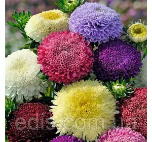 Айстра суміш Принцес 0,3 г насіння Яскрава Айстра суміш Принцес 0,3 г насіння Яскрава