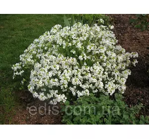 Арабіс альпійський (резуха) у контейнері Арабіс альпійський (резуха) у контейнері