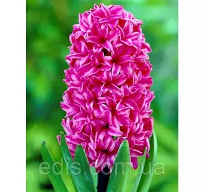 Гіацинт Vuurbaak 1 цибулина (калібр 18/19 - дуже великий) Гіацинт Vuurbaak 1 цибулина (калібр 18/19 - дуже великий)