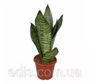 Сансевієрія Robusta Кімнатна рослина Сансевієрія Robusta Кімнатна рослина