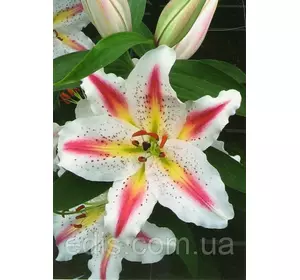 Лілія орієнтальна тигрова Playtime (Плейтайм) 1 цибулина 12/14 Лілія орієнтальна тигрова Playtime (Плейтайм) 1 цибулина 12/14