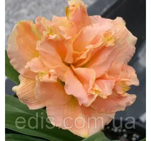 Лілейник Siloam Double Classic Лілейник Siloam Double Classic