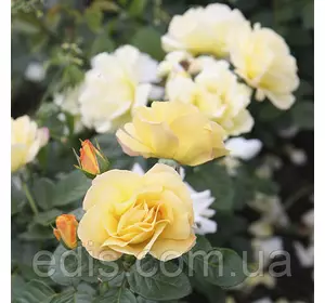 Троянда Леандр (Leander) чайно-гібридна Троянда Леандр (Leander) чайно-гібридна