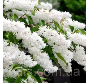 Деція шорстка біла Plena (Плена) 2-річна, контейнер Р9 Деція шорстка біла Plena (Плена) 2-річна, контейнер Р9