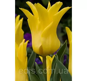 Тюльпан лілієвидний Ballade Gold (Балада Голд) 3 цибулини Тюльпан лілієвидний Ballade Gold (Балада Голд) 3 цибулини