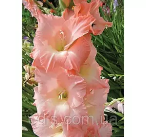 Гладіолус Rose Supreme 3 шт./уп., великоквітковий Гладіолус Rose Supreme 3 шт./уп., великоквітковий