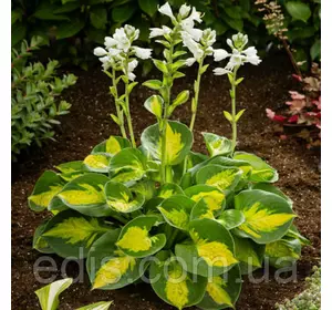 Хоста Sunset Grooves (Сансет Грувз) кореневище Хоста Sunset Grooves (Сансет Грувз) кореневище