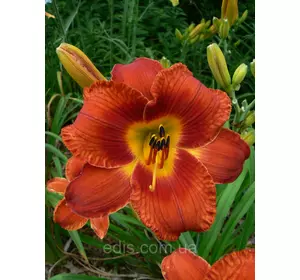 Лілейник Mid Winter Fire Лілейник Mid Winter Fire