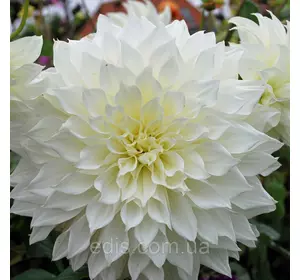 Жоржина гігантська Fleurel Жоржина гігантська Fleurel