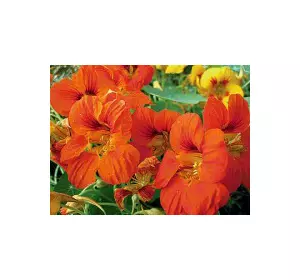 Настурція високоросла махрова суміш 1,0 г Настурція високоросла махрова суміш 1,0 г