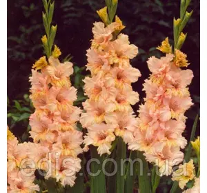 Гладіолус гофрований Sacramento Frizzle (Сакраменто Фріззл) 3 цибулини Гладіолус гофрований Sacramento Frizzle (Сакраменто Фріззл) 3 цибулини