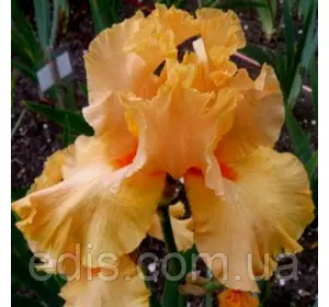 Ірис високий бородатий Millennium Sunrise (Міленіум Санрайз) Ірис високий бородатий Millennium Sunrise (Міленіум Санрайз)