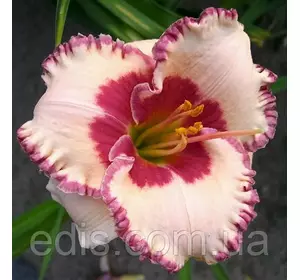 Лілейник Ageless Beauty кореневище Лілейник Ageless Beauty кореневище