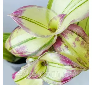 Живець Каллізія Конгеста варіегата Dragon's Tail (Хвіст дракона) свіжозріз верхівковий 4-5 міжвузля Живець Каллізія Конгеста варіегата Dragon's Tail (Хвіст дракона) свіжозріз верхівковий 4-5 міжвузля