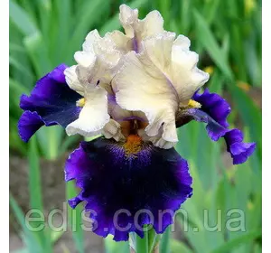 Ірис бородатий Great Deal Ірис бородатий Great Deal