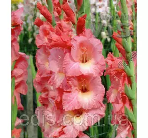 Гладіолус Spic and Span 8/10 3 цибулини Гладіолус Spic and Span 8/10 3 цибулини