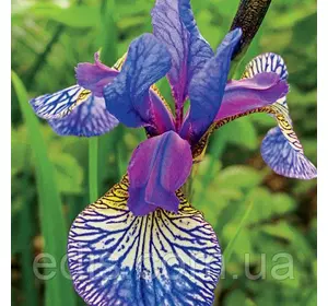 Ірис сибірський Shaker's Prayer Ірис сибірський Shaker's Prayer