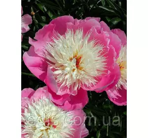 Півонія Bowl of Beauty (Баул оф б'юті) кореневище Півонія Bowl of Beauty (Баул оф б'юті) кореневище