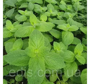 М'ята круглолиста Ананасна, саджанець Р9 М'ята круглолиста Ананасна, саджанець Р9