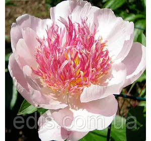 Півонія Do Tell (Ду Телл) кореневище Півонія Do Tell (Ду Телл) кореневище