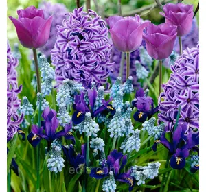 Арт-набір Синій туман, 16 цибулин Арт-набір Синій туман, 16 цибулин