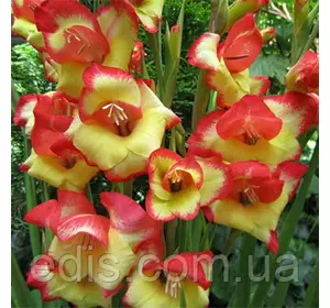 Гладіолус nanus Charm (мініатюрний) 10/12 3 шт./пач. Гладіолус nanus Charm (мініатюрний) 10/12 3 шт./пач.