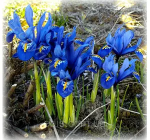 Ірідодіктіум Joyce (ірис сітчастий Джойс) 5 цибулин Ірідодіктіум Joyce (ірис сітчастий Джойс) 5 цибулин