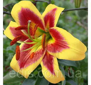 Лілія ОТ гібрид Robert Swanson Лілія ОТ гібрид Robert Swanson