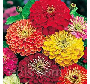 Цинія махрова суміш 0,5 г, насіння Яскрава Цинія махрова суміш 0,5 г, насіння Яскрава